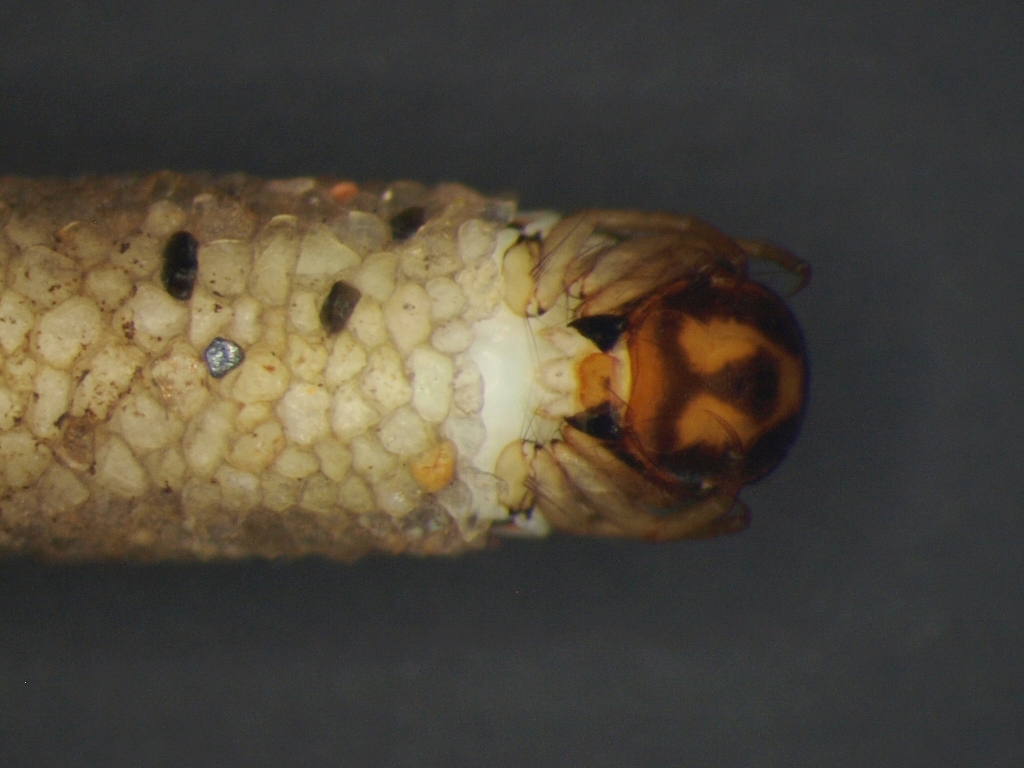 Micrasema setiferum 2